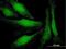 LIM domain only protein 3 antibody, H00055885-M08, Novus Biologicals, Immunofluorescence image 