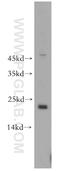 DNA-directed RNA polymerases I and III subunit RPAC2 antibody, 12254-1-AP, Proteintech Group, Western Blot image 