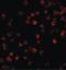 Bruton Tyrosine Kinase antibody, LS-C455, Lifespan Biosciences, Immunofluorescence image 