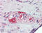 MCL1 Apoptosis Regulator, BCL2 Family Member antibody, ADI-AAP-240-D, Enzo Life Sciences, Immunohistochemistry paraffin image 