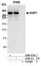 p53BP1 antibody, A300-272A, Bethyl Labs, Immunoprecipitation image 