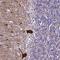 Chromosome 9 Open Reading Frame 40 antibody, NBP1-90447, Novus Biologicals, Immunohistochemistry frozen image 