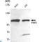 Histone lysine demethylase PHF8 antibody, LS-C813079, Lifespan Biosciences, Western Blot image 