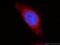 COX2 antibody, 12375-1-AP, Proteintech Group, Immunofluorescence image 