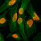 H2A Histone Family Member Z antibody, GTX60915, GeneTex, Immunocytochemistry image 