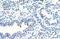 Zinc Finger Protein 239 antibody, 28-353, ProSci, Immunohistochemistry paraffin image 