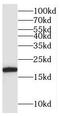 BUD31 Homolog antibody, FNab00991, FineTest, Western Blot image 