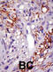 Ubiquitin Specific Peptidase 22 antibody, abx031554, Abbexa, Immunohistochemistry frozen image 