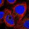 G Protein-Coupled Receptor 108 antibody, NBP1-82812, Novus Biologicals, Immunofluorescence image 