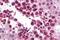 SLAIN Motif Family Member 2 antibody, TA319986, Origene, Immunohistochemistry frozen image 