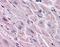 Endothelin Receptor Type A antibody, NBP2-29490, Novus Biologicals, Immunohistochemistry paraffin image 