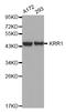 KRR1 Small Subunit Processome Component Homolog antibody, LS-C333362, Lifespan Biosciences, Western Blot image 