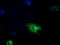 Phosphodiesterase 4A antibody, LS-C115234, Lifespan Biosciences, Immunofluorescence image 