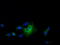 Thromboxane A Synthase 1 antibody, TA501366, Origene, Immunofluorescence image 