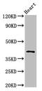 JAM-2 antibody, CSB-PA874828LA01HU, Cusabio, Western Blot image 