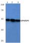 E2F Transcription Factor 4 antibody, PA5-36051, Invitrogen Antibodies, Western Blot image 