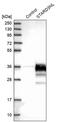 STARD3 N-Terminal Like antibody, PA5-53953, Invitrogen Antibodies, Western Blot image 