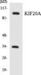 Kinesin Family Member 20A antibody, LS-C292122, Lifespan Biosciences, Western Blot image 