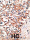 Gap Junction Protein Alpha 9 antibody, abx028508, Abbexa, Immunohistochemistry frozen image 