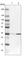 Homeobox protein Nkx-2.3 antibody, HPA047561, Atlas Antibodies, Western Blot image 