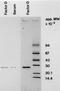 Complement Factor D antibody, GAU 010-04-02, Invitrogen Antibodies, Western Blot image 