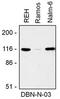 Drebrin 1 antibody, AM32471PU-N, Origene, Western Blot image 