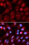 Proteasome subunit beta type-2 antibody, FNab06871, FineTest, Immunofluorescence image 