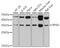 Ribosomal Protein S6 antibody, 19-991, ProSci, Western Blot image 