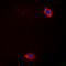 Laminin subunit alpha-4 antibody, LS-C356149, Lifespan Biosciences, Immunofluorescence image 