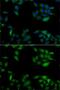 Huntingtin Interacting Protein 1 antibody, GTX32653, GeneTex, Immunofluorescence image 