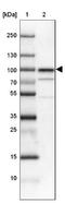 Structure Specific Recognition Protein 1 antibody, NBP1-84754, Novus Biologicals, Western Blot image 