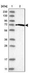 Fas-activated serine/threonine kinase antibody, PA5-56800, Invitrogen Antibodies, Western Blot image 