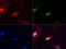 ERCC Excision Repair 4, Endonuclease Catalytic Subunit antibody, LS-C796689, Lifespan Biosciences, Immunofluorescence image 