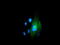 Protein ERGIC-53 antibody, TA502138, Origene, Immunofluorescence image 
