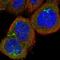 Exosome Component 7 antibody, NBP1-84933, Novus Biologicals, Immunofluorescence image 