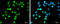 High mobility group protein HMG-I/HMG-Y antibody, GTX132110, GeneTex, Immunocytochemistry image 