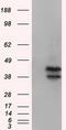 Death Associated Protein Kinase 2 antibody, TA501204, Origene, Western Blot image 