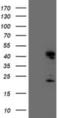 Endonuclease G, mitochondrial antibody, NBP2-01696, Novus Biologicals, Western Blot image 