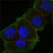 F-Box And Leucine Rich Repeat Protein 13 antibody, orb314611, Biorbyt, Immunofluorescence image 