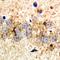 Ribosomal Protein S3A antibody, orb382017, Biorbyt, Immunohistochemistry paraffin image 