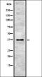 PIN2/TERF1-interacting telomerase inhibitor 1 antibody, orb337654, Biorbyt, Western Blot image 