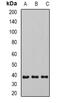 Sirtuin 4 antibody, abx142226, Abbexa, Western Blot image 