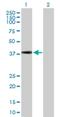 Potassium Channel Tetramerization Domain Containing 17 antibody, H00079734-B01P, Novus Biologicals, Western Blot image 