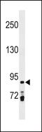 PRICKLE1 antibody, PA5-72092, Invitrogen Antibodies, Western Blot image 