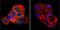 Cholesteryl Ester Transfer Protein antibody, NB300-558, Novus Biologicals, Immunocytochemistry image 