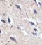 Olfactomedin 2 antibody, orb77689, Biorbyt, Immunohistochemistry paraffin image 