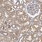 VAC14 Component Of PIKFYVE Complex antibody, NBP1-89002, Novus Biologicals, Immunohistochemistry frozen image 