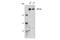 Histone-lysine N-methyltransferase SETD1A antibody, 61702S, Cell Signaling Technology, Western Blot image 