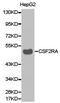 Colony Stimulating Factor 2 Receptor Alpha Subunit antibody, LS-C192740, Lifespan Biosciences, Western Blot image 
