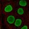 Protein SOX-15 antibody, HPA074049, Atlas Antibodies, Immunocytochemistry image 